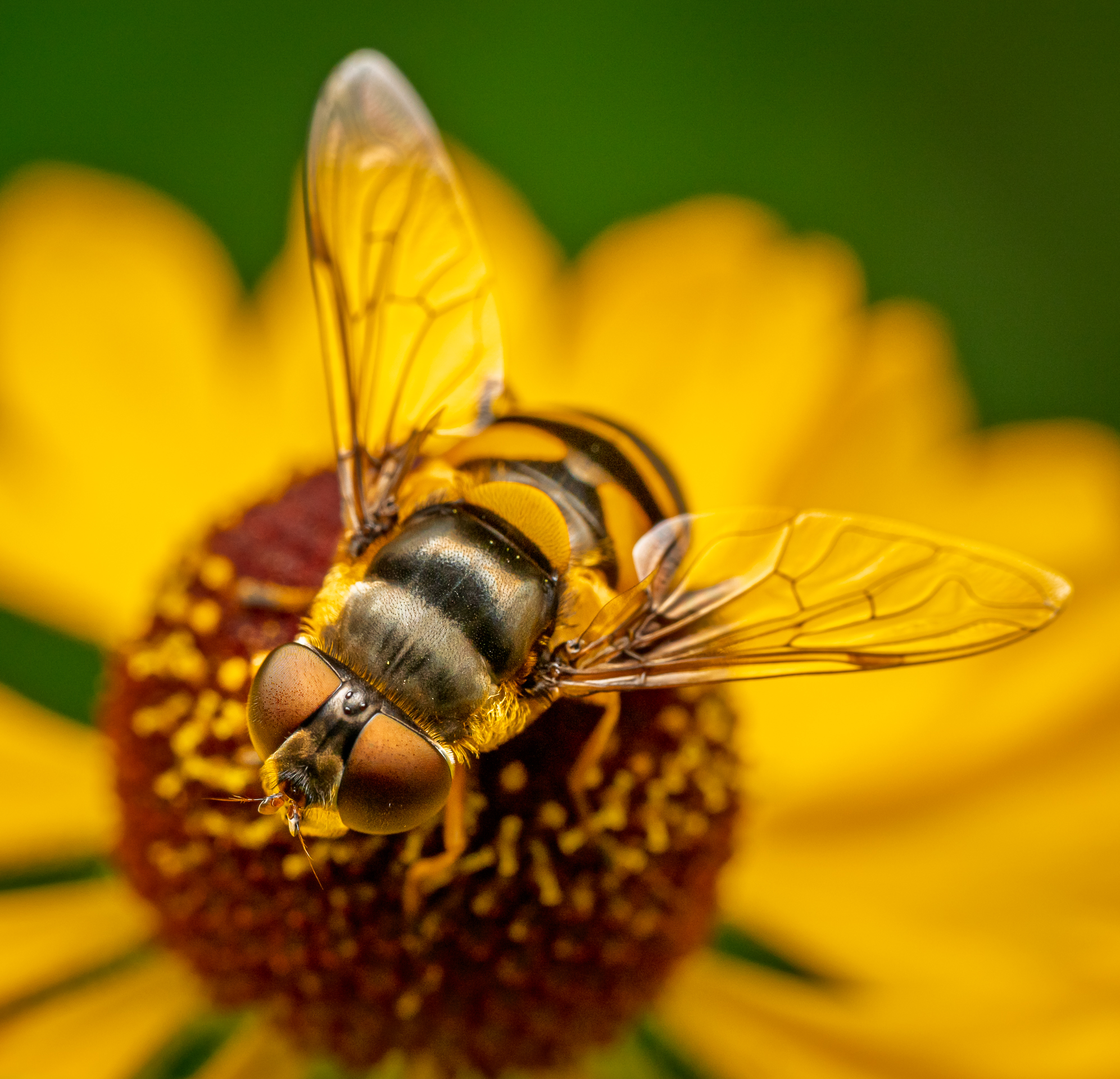 3rd PrizeAssigned Pictorial In Class 3 By John Hoyt For Hoverfly APR-2026.jpg